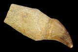 Fossil Rooted Mosasaur (Halisaurus) Tooth - Morocco #117017-1